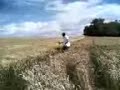 a cute dog is jumping through the wheat...accompanied by franky! :o)