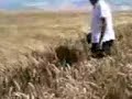 a cute dog is jumping through the wheat...accompanied by franky! :o)
