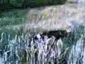 a cute dog is jumping through the wheat...accompanied by franky! :o)