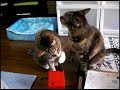 Cats and Mini Theremin