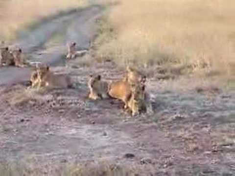 Pride of Lions in Masai Mara
