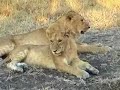 Pride of Lions in Masai Mara