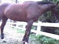 携帯電話からの動画 (20080906172552.3gp)