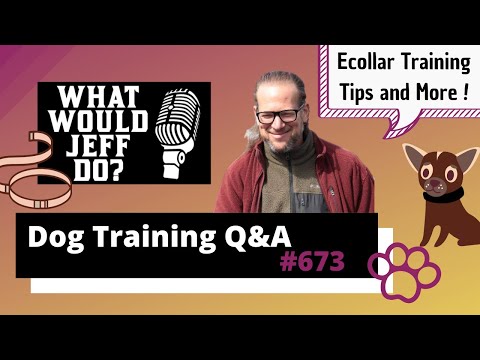 Dog Training Q&A - Ecollar Training - Stop Resource Guarding - What Would Jeff Do? Ep.673 (2020)