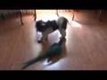 Shih Tzu video