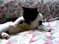 The Insane Self-Nursing Kitten
