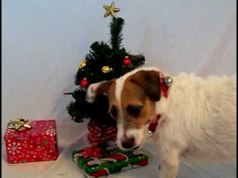 jack russell