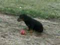 Salchicha video