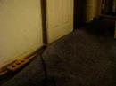 Puffed Carpet Puffed Carpet