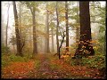 Nouvelle Vague - A Forest Nouvelle Vague - A Forest
