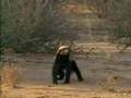 honey badger vs cobra