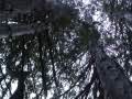 Trees-Are-Us