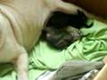 videos de bebes de chiquis