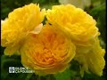 david austin les roses anglaises david austin les roses anglaises