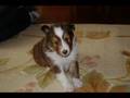 シェルティー子犬NO,1