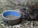 Bufo Marinus