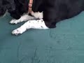 Dog Nasty
