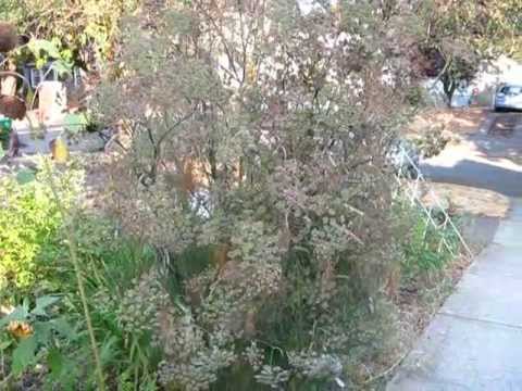 how to harvest fennel seeds uk