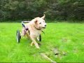 Our dog Sam in his wheelchair