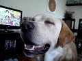Labrador Chopp e as BOLINHAS DE SAB�O