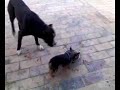perro american staffordshire peligroso comiendo