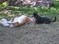 Doc and Mona wrestle & bitey face