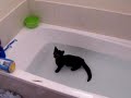 moj kot lubi wodę / my crazy cat loves water