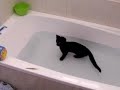moj kot lubi wodę / my crazy cat loves water