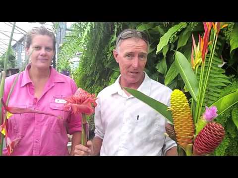 how to care for ixora maui