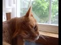 Crazy Wacky Cats