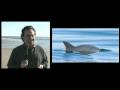 videos de Vaquita marina 1: La pesca, una amenaza