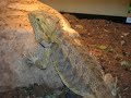 Mes animaux domestiques - My pets (v2)