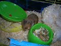 Mes animaux domestiques - My pets (v2)
