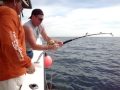 Goliath Grouper
