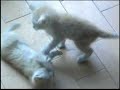 Gatti Wrestling Cat Fight