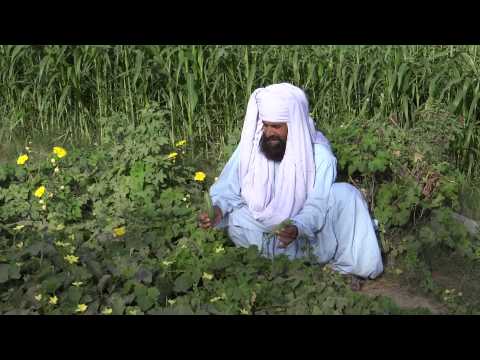 how to fertilize a vegetable garden organically