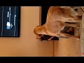 Click here to watch this video Dog Bath (continued...)
