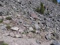shasta
