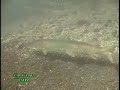 Menacing Musky Menacing Musky
