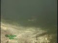 Menacing Musky