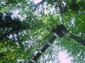 mari ane on high wire