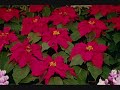 RAH BAND Perfumed Garden 1981