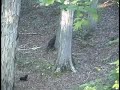 hog hunt Quick Spins