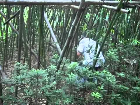Sky observer.wmv