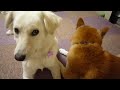 ????????????? shiba inu ????????????? shiba inu