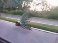 Peacock Dancing at Zabeel Palace Dubai