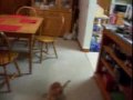 Stewie The Jumping Cat