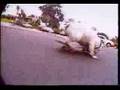 Lance Mountain and his English Bulldog Skateboard crook!