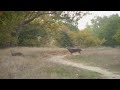 Sycamore Grove Deer Close Encounter Sycamore Grove Deer Close Encounter