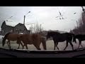 Video: Running Horse T-Bones Van
